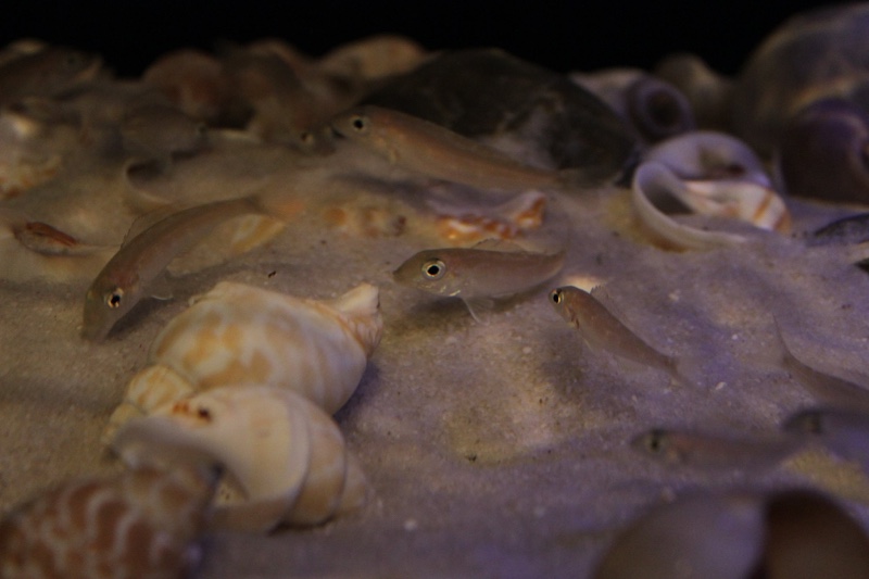 Grammatotria lemairii 'Katete'